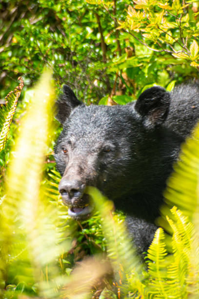 A black bear spotted on Vancouver Island.