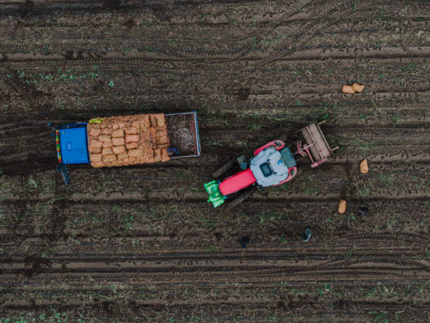 Aerial view of a red agricultural tractor with a large, modern potato harvester working in a field.