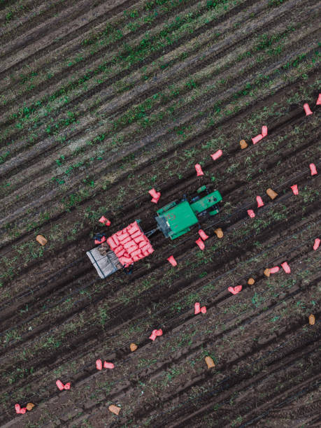 istock Harvesting Fresh Potatoes, Top View of Tractor 2178123123