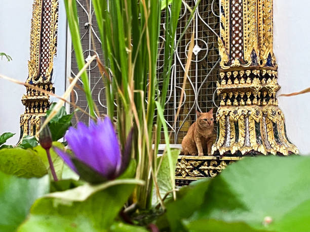 Curious ginger cat sitting behind bamboo and grass at the buddhist temple complex of Wat Pho in Bangkok. Astonishing architecture of Temple of the Reclining Buddha and Thai traditions. Temple of gorgeous mosaics and art.