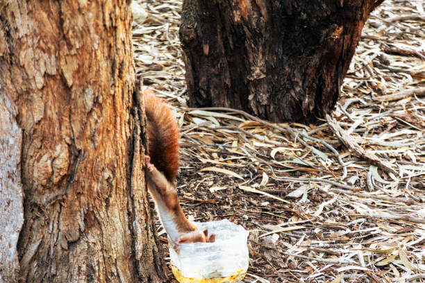 Squirrel in the city park