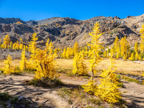 istock Golden larch trees at Ingalls pass in Central Cascade Mountains 2178125071