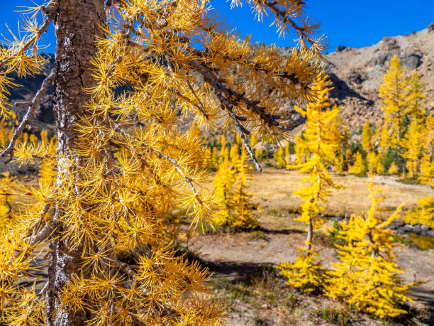 istock Golden larch trees at Ingalls pass in Central Cascade Mountains 2178125086