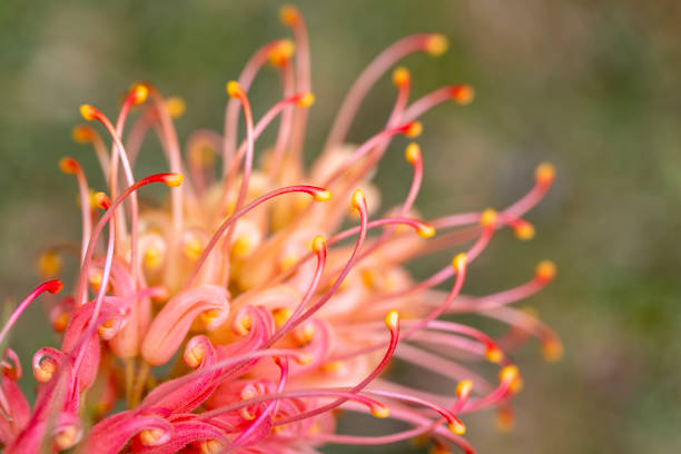 istock Closeup beautiful Grevillea flower, background with copy space 2178127618