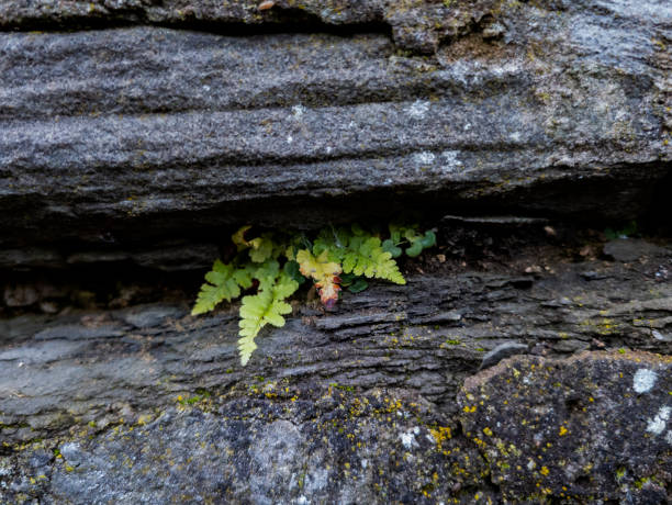 istock Fern growing through a stone wall cavity, Edinburgh, Scotland 2178128856
