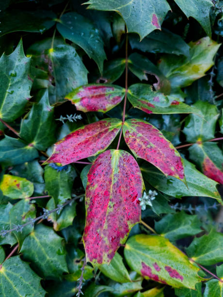 istock Berberis japonica (Mahonia japonica) leaf, Edinburgh, Scotland 2178128955