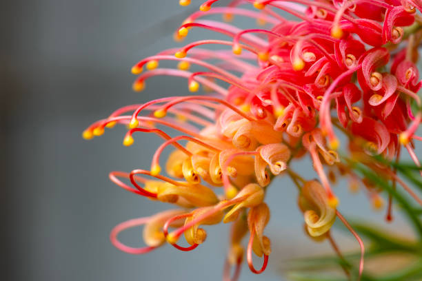 istock Closeup beautiful Grevillea flower, background with copy space 2178128976