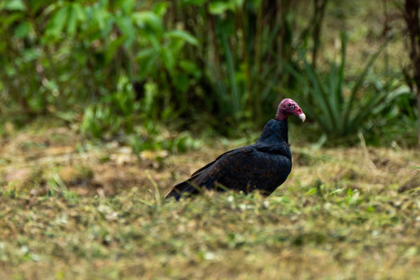 Rüppell's Griffon Vulture, Gyps rueppelli, aka Rüppell's Griffon Vulture, in the Ngorongoro Conservation Area of northern Tanzania, east Africa. This species is listed as Critically Endangered.