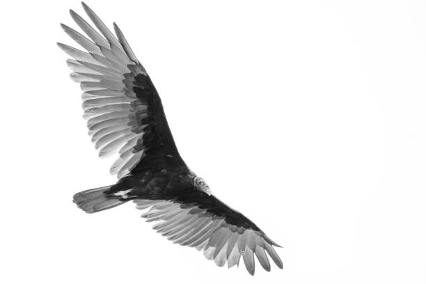 The Turkey Vulture (Cathartes aura), also known as the buzzard, is the most widespread of the North and South American vultures. Its common name comes from a bald red head and dark plumage which resembles that of a male wild turkey. The range of the turkey vulture is from southern Canada to the tip of South America. It inhabits a variety of habitats including forests, shrublands, pastures and deserts. The turkey vulture is a scavenger with a keen sense of smell and eyesight which enables it to find dead and decaying animals (carrion), its main source of food. In flight, they rely on thermals and need to flap their wings infrequently. The turkey vulture roosts in large communal groups and nests in hollow trees, caves and thickets. They usually raise two chicks a year which they feed through regurgitation. This vulture was photographed while perched in a tree on Campbell Mesa in the Coconino National Forest near Flagstaff, Arizona, USA.