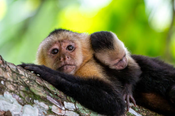 A heartwarming image of a White-faced Capuchin (Cebus capucinus) mother resting on a tree branch with her baby peacefully napping on her back. This close-up captures the deep bond between mother and infant in the lush rainforest environment. Native to Central and South America, these highly intelligent primates are known for their strong social structures and emotional connections. Ideal for wildlife photography, nature conservation themes, and animal behavior studies.