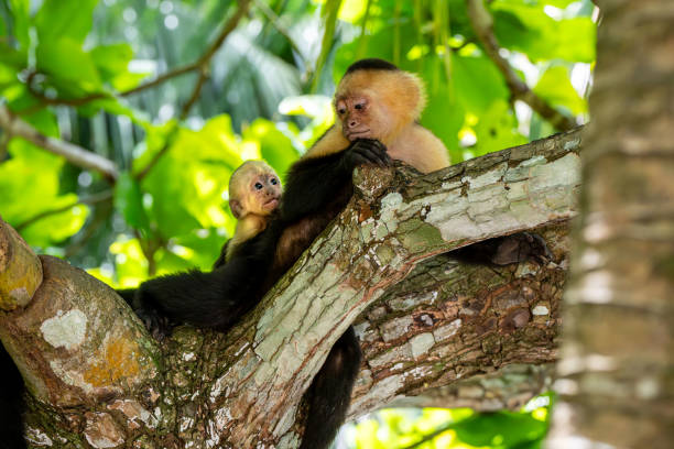 A beautiful scene capturing a White-faced Capuchin (Cebus capucinus) mother with her baby, nestled together on a tree branch in the heart of the rainforest. The baby gazes lovingly up at the mother, emphasizing the deep emotional bond and protective nature of these intelligent primates. Native to Central and South America, Capuchins are known for their strong social structures and family dynamics. This image is perfect for wildlife photography, educational content on animal behavior, and conservation efforts showcasing the natural beauty of rainforest wildlife.