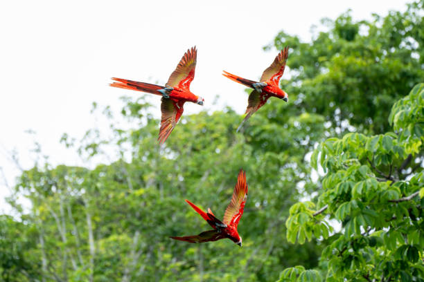 istock Three Scarlet Macaws in Flight Over Costa Rican Rainforest 2178129293