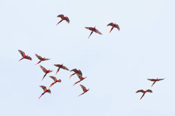 istock Flock of Scarlet Macaws Soaring Through the Costa Rican Sky 2178129296
