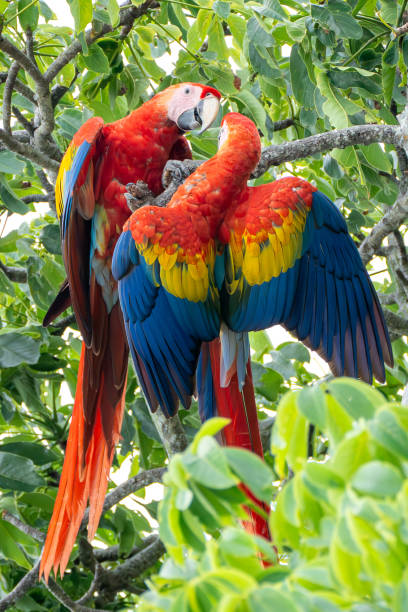 istock Two Scarlet Macaws Perched Kissing in a Tree Displaying Vibrant Feathers 2178129307