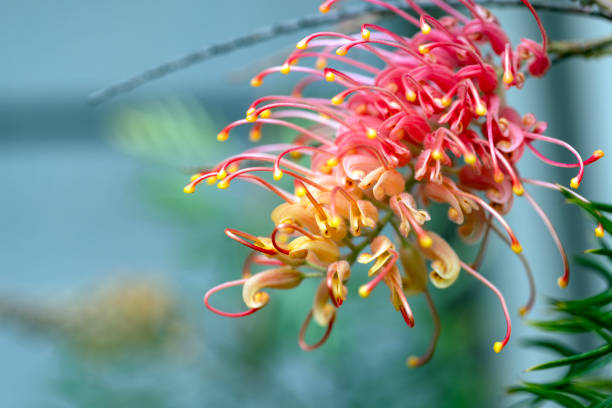 Closeup beautiful Grevillea flower, background with copy space, full frame horizontal composition