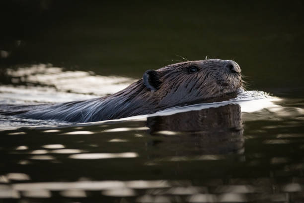 istock Beaver swimming with sunrise reflecting on water 2178130764
