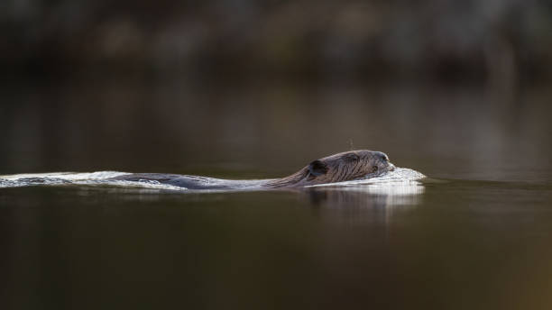 istock Beaver swimming at dawn in calm water 2178130778