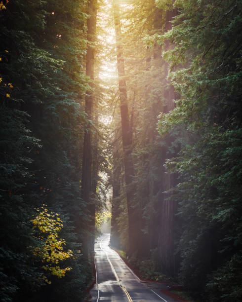 istock Avenue of the Giants 2178131822