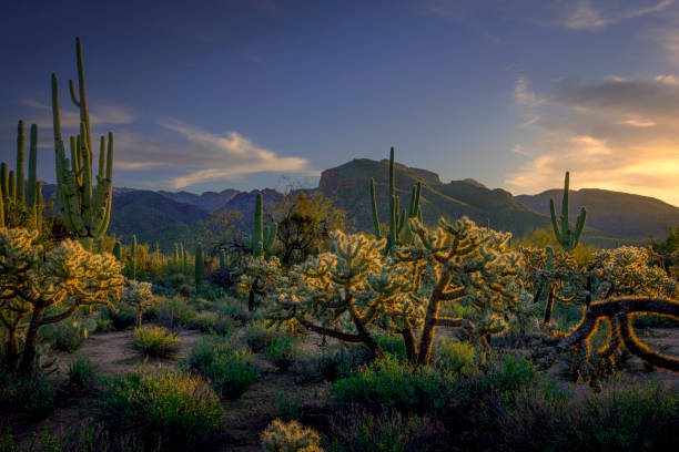 istock Desert Landscape With Cacti at Sunrise in Arizona 2178132107