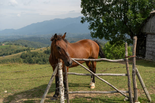 One horse in the field at the fence ranch