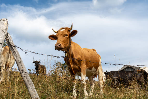 istock Cows grazing in the field 2178132316