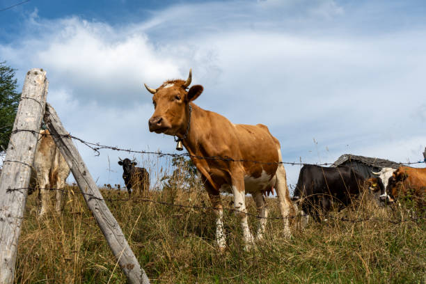 istock Cows grazing in the field 2178132331