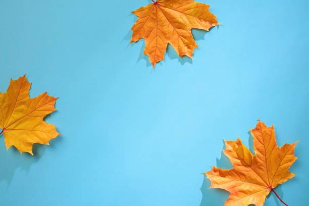 istock Orange maple leaves on bright blue background. Autumn, fall concept. 2178132369