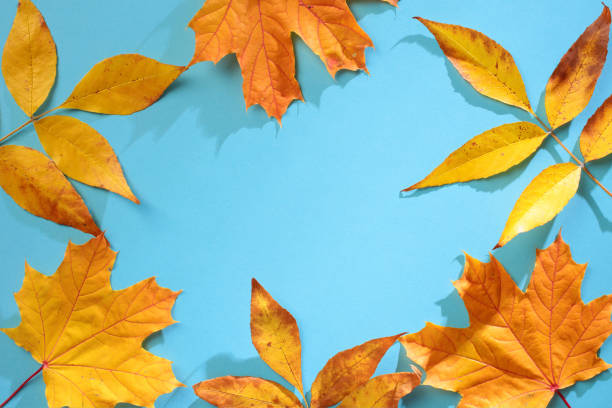 istock Vibrant autumn leaves frame on a bright blue background. Autumn, fall concept 2178132471