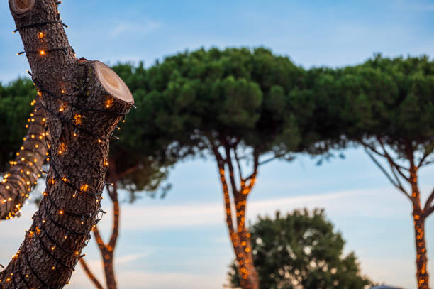 Alberi decorati con luci a Natale