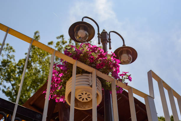 istock Streetlights and pink flowers. 2178132809
