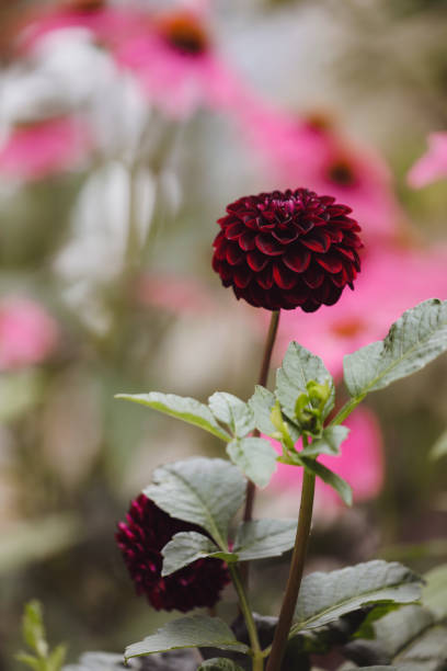Beautiful dahlia in a garden. Shot with a Canon 5D Mark IV.