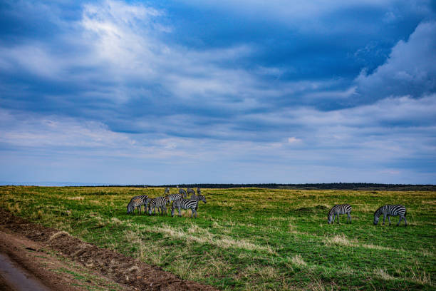 Zebra wildlife animal wild savannah grassland wilderness maasai mara national game reserve park Narok county kenya east africa landscapes fauna vegetations great rift valley Zebras are African equines with distinctive black-and-white striped coats. There are three living species: Grévy's zebra, the plains zebra, and the mountain zebra. Zebras share the genus Equus with horses and asses, the three groups being the only living members of the family Equidae.