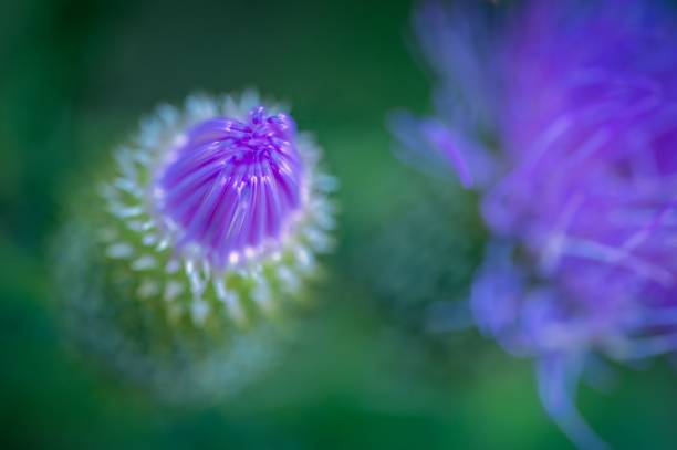 istock Close-up of a purple thistle flower bud. 2178137626