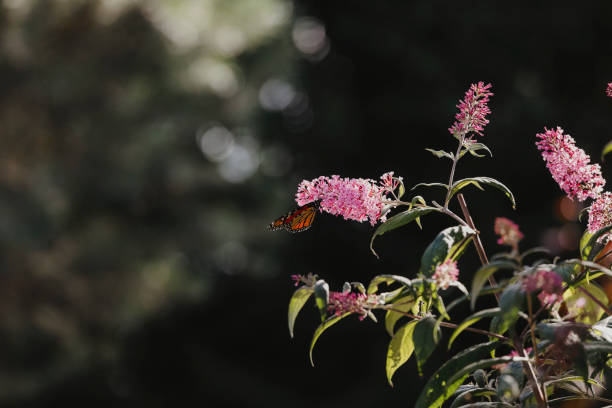 A selective focus shot of a honey bee collecting pollen on blooming purple Buddleja