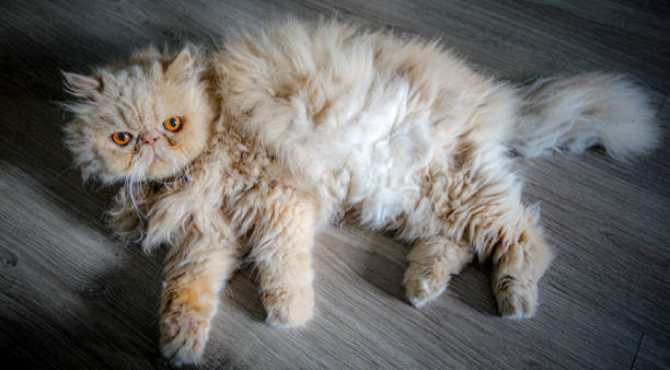 istock Persian cat lying on the floor 2178137860