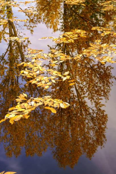 reflection of yellow leaves on a cottonwood tree in a pond