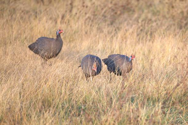 Three helmeted guinea fowl walk through tall grass as they feed in Ngorongoro Crater, Tanzania.