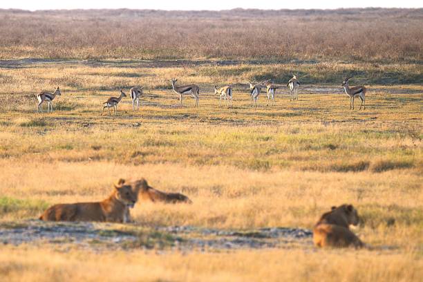 A herd of Thompson's gazelles grazes in the background as three lions lay down in the Ngorongoro Crater, Tanzania.