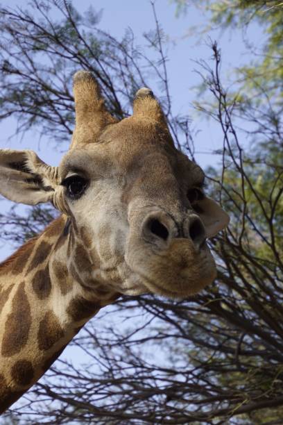 istock Close-up of a giraffe's face against a clear sky. 2178143449