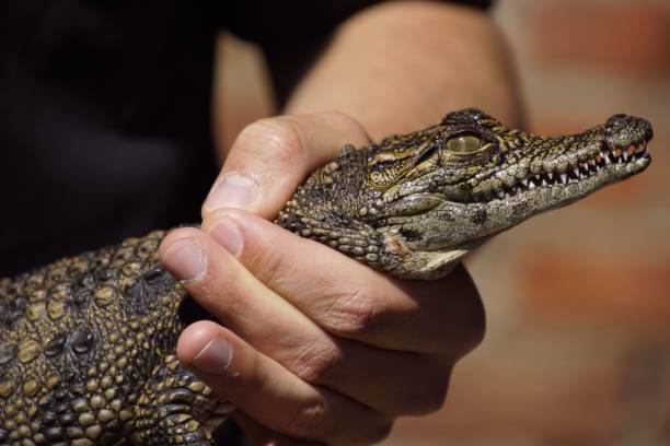 istock Person holding a baby crocodile close-up 2178143453