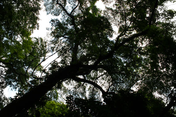 A powerful tree with massive, thick roots weaving through the rocks and stones of the ancient Maya ruins in Palenque, Mexico. The roots have become entangled with the centuries-old structures