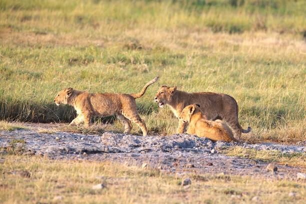 istock African Lioness and Two Cubs 2178143703