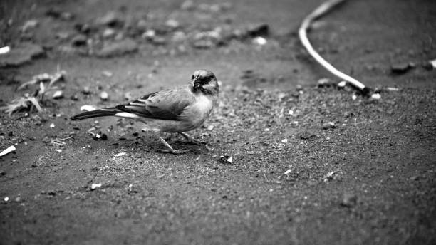 istock Bird, Sparrow, Black and White, Wildlife 2178143874