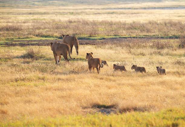Lions at the Serengeti National Park