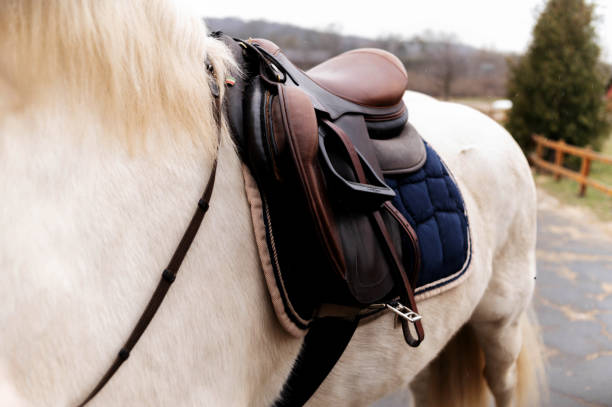 istock A brown leather saddle and blue quilted blanket on the back of a white stallion 2178144393