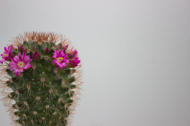 A close-up of a cactus with pink flowers in bloom, against a plain background. The vibrant blossoms contrast with the green spines, perfect for botanical and nature themes