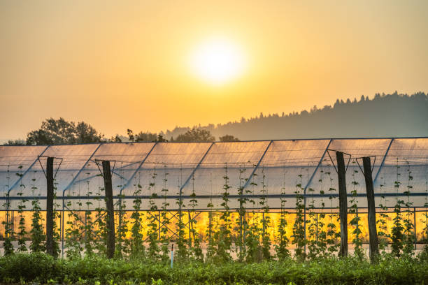 Golden sunlight bathes a glass greenhouse, highlighting the plants inside. The serene sunset indicates a tranquil end to the day's farming activities.