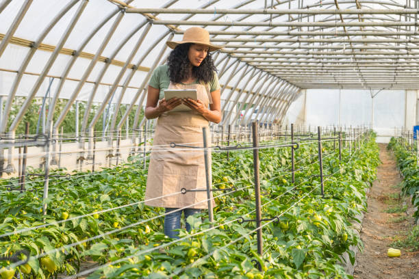 istock Skilled Hispanic Gardener Tending Plants with Technology 2178147207