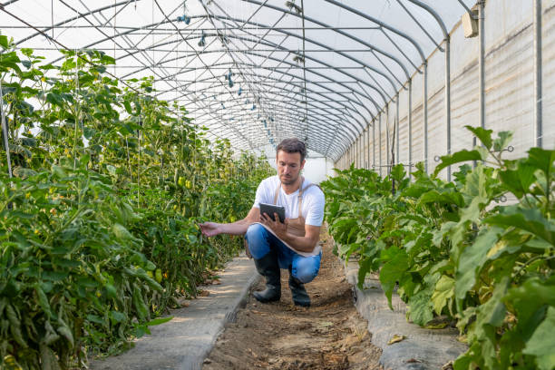 istock Caucasian Greenhouse Worker Engaged with Technology 2178147219