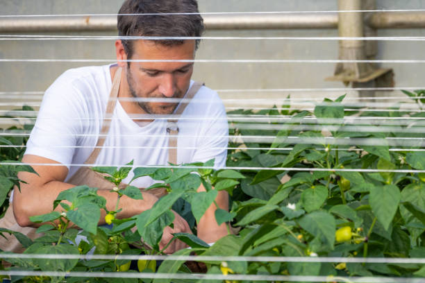 istock Focused Greenhouse Gardener at Work 2178147221
